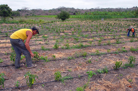 cultivo de tierra en ecuador